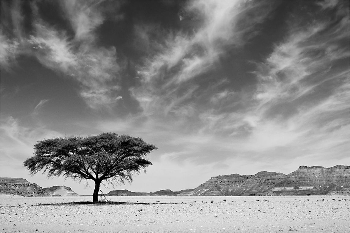 Tree Of Life, Desert Stories Series, Nik Barte