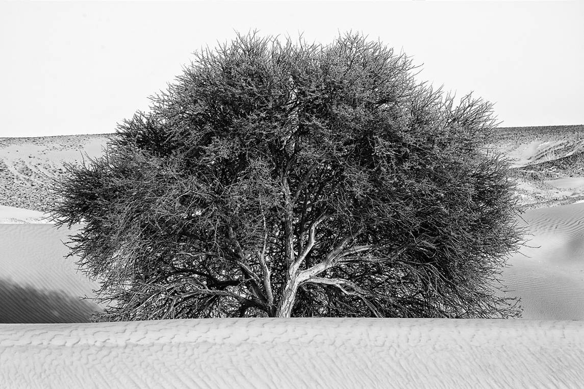 Resilience and Perseverance I, Desert Stories Series (Photo Edition), Nik Barte