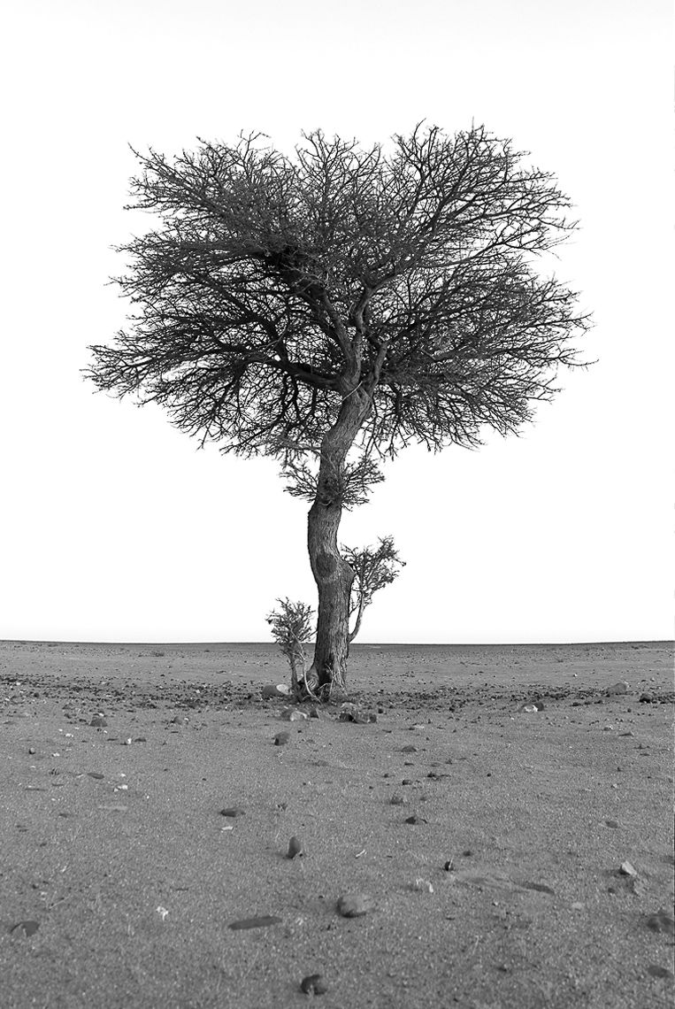 Spirit of Resilience, ESSENTIA Series, Nik Barte