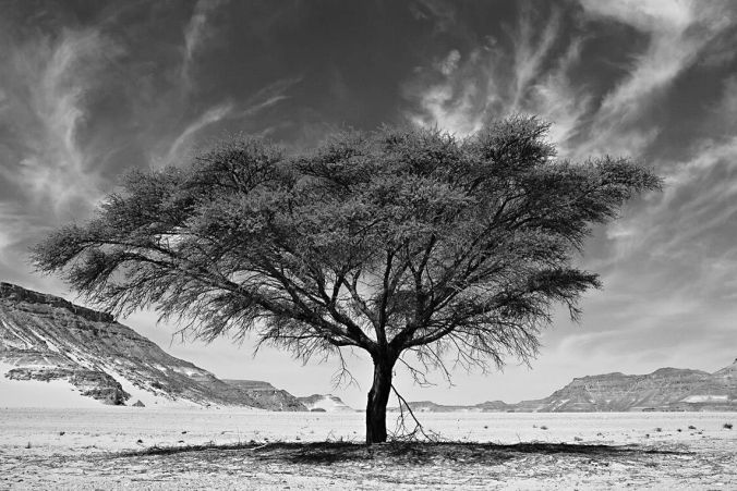 DESERT STORIES - ARTWORKS AVAILABLE IN PHOTO EDITION - NIKBARTE - RESILIENCE